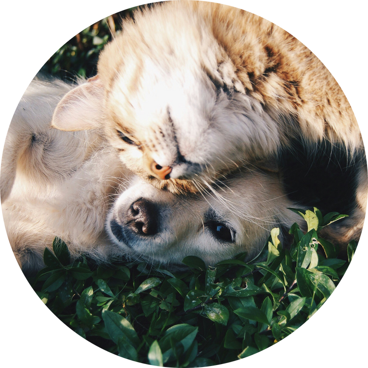 Pets