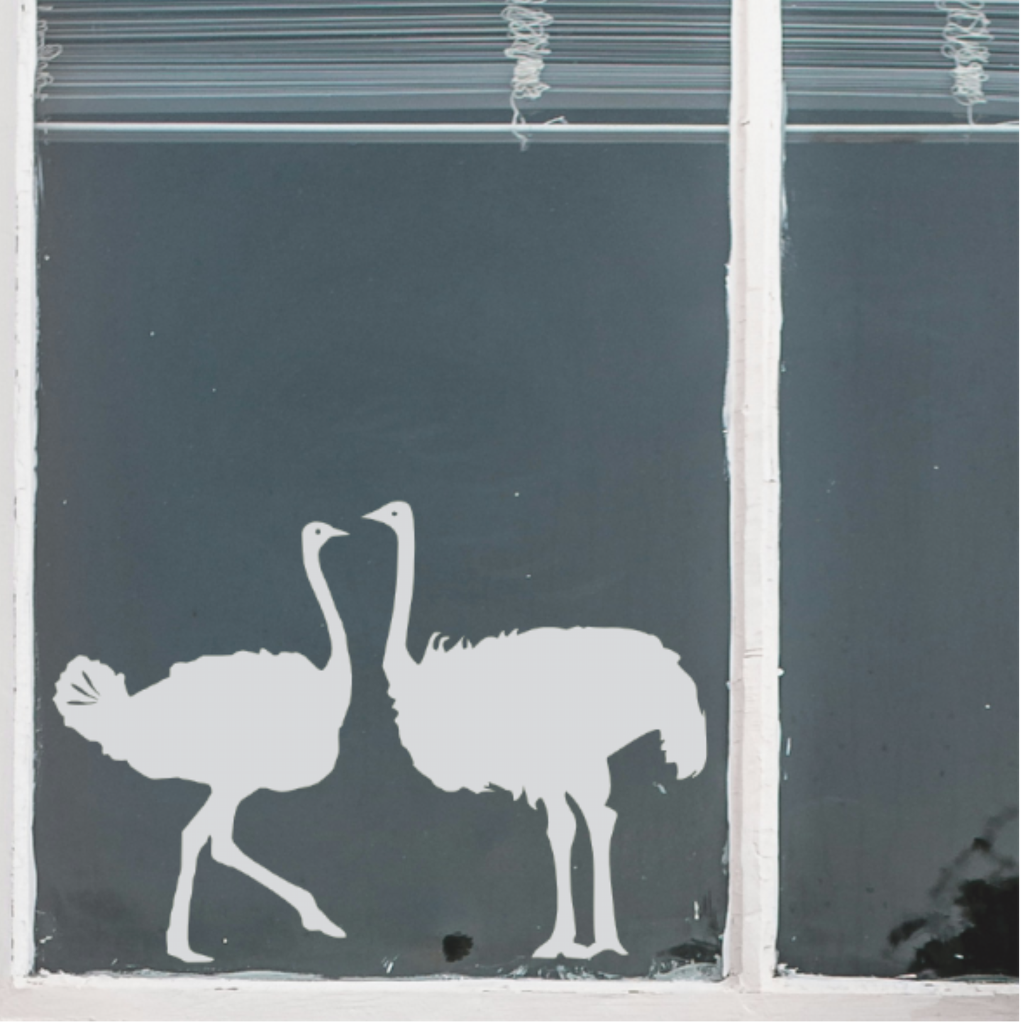 Decal - Ostriches