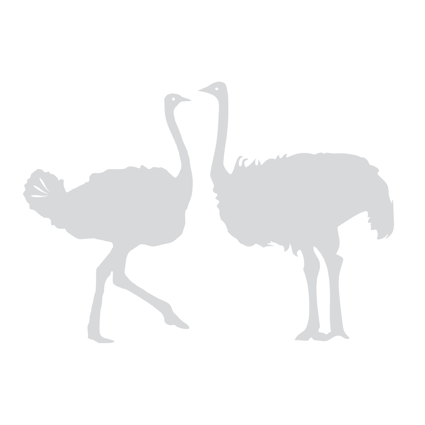 Decal - Ostriches