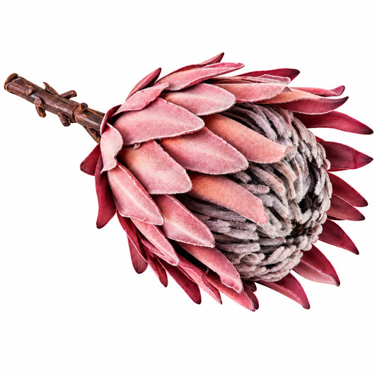 Cotton Road - Artificial Protea